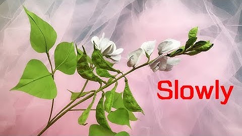 ABC TV | How To Make White Hyacinth Bean Branch Paper (Slowly)- Craft Tutorial