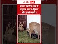 Deer Rescue Video : Gandak की तेज धार में बहकर आए 9 हिरण और उनके बच्चे ! #muzaffarpur #viralshorts