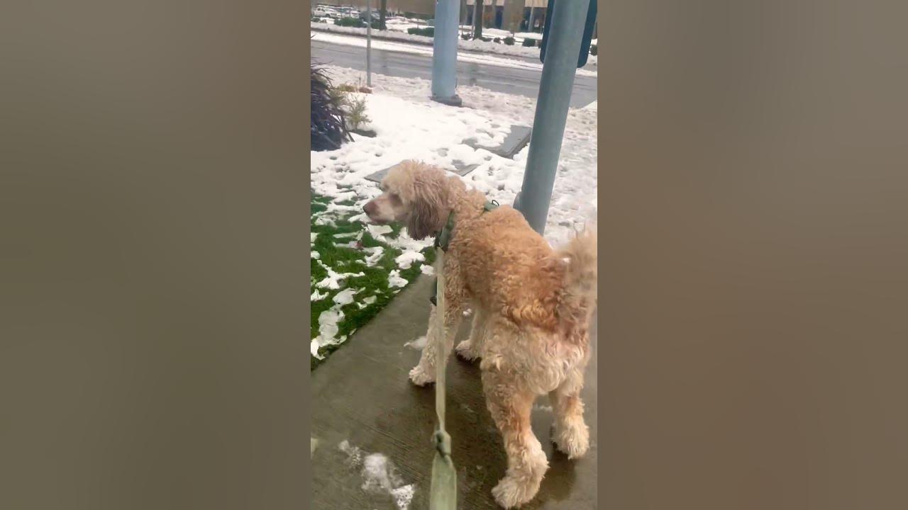 My dogs are afraid of a snowman dog dogs funny animals cute 