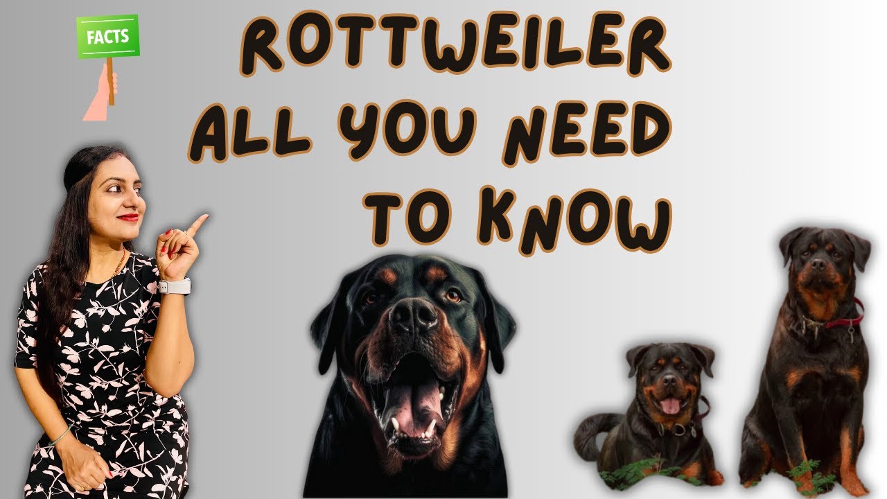 Rottweiler Facts And Information | All About Rottweiler Dog ...