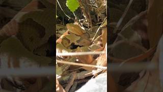 16 SNAKES in 33 MILES!  #reptiles #snakes #herping #wildlife #animals #nature #copperhead #ratsnake