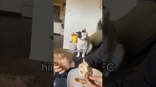 Cute cats  #cat #kittten  #catskittens #funnycat #catloversusa