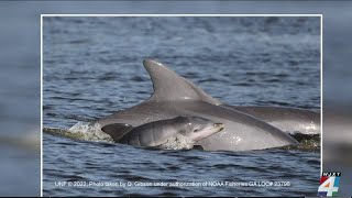 UNF's adopt a dolphin program