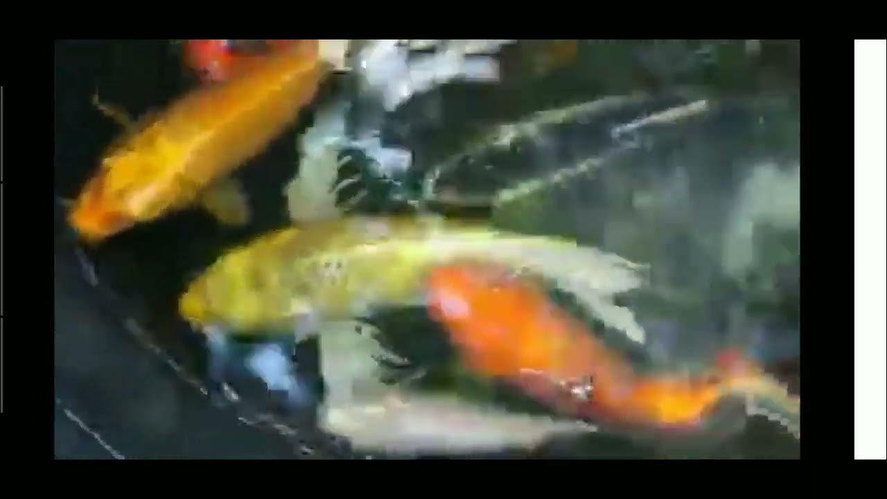 DAMI PALANG KULAY NG KOI tagukoetv9508may Hammerhead Goldfish dami-palang-kulay-ng-koi-tagukoetv9508may-hammerhead-goldfish