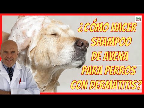 Video: Champús de Avena Orgánica para Perros