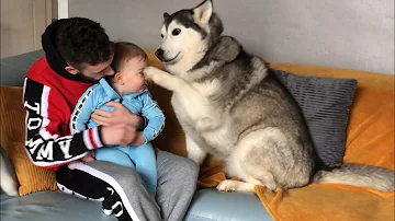 Do dogs know if they hurt you?