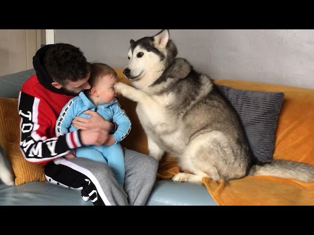 Husky Accidentally Hurts My Baby But Says Sorry And Makes Everything Okay!!... [READ DESCRIPTION]