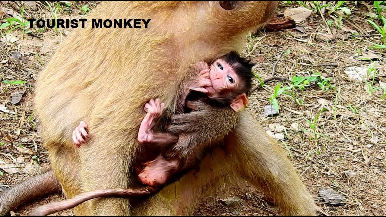 Young Mom no milk for newborn monkey, Very pity newborn Billiona, Newborn fingers lips all the time