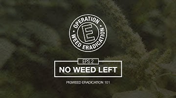 No Pigweed Left - Pigweed Eradication 101