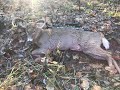 2019 Ohio Crossbow Buck Kill