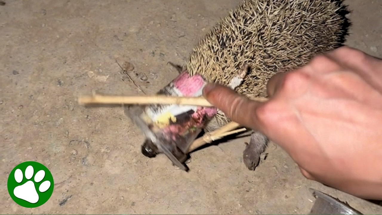 The little scream when the cup finally snaps ?