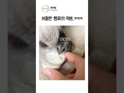 처절한 햄찌의 먹방..ㅋㅋㅋ thumbnail