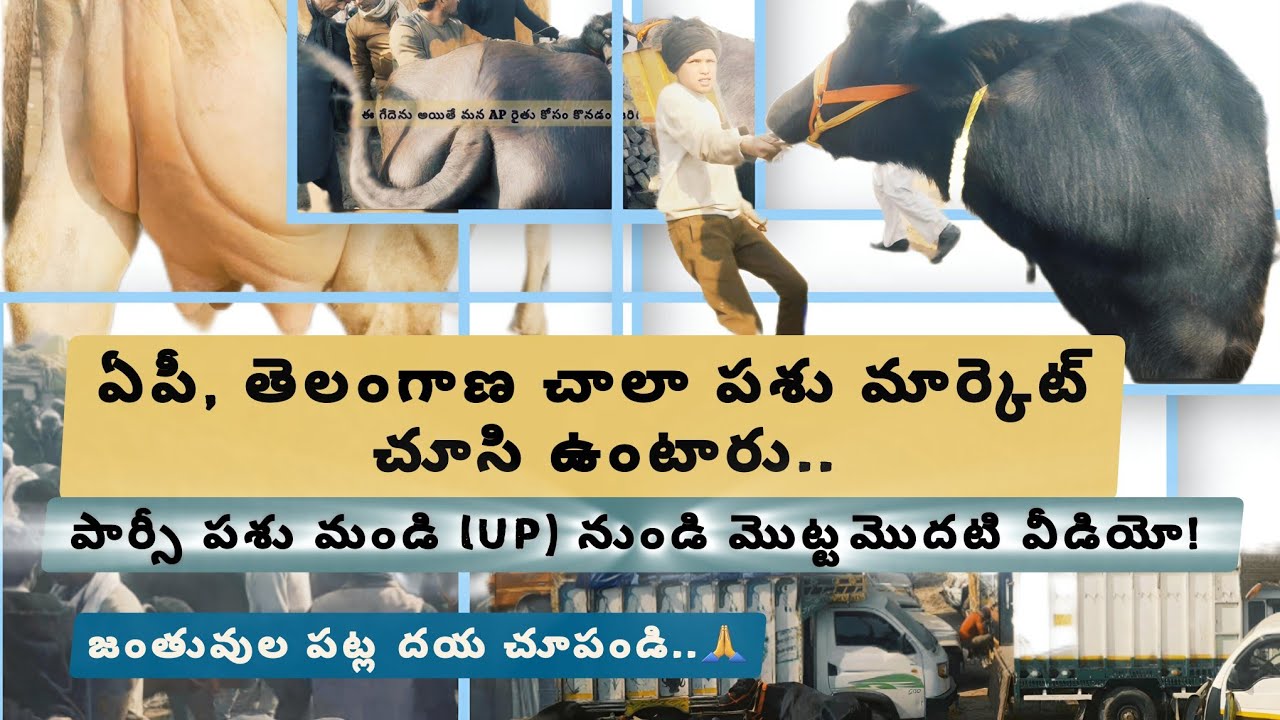 ఆంధ్ర, తెలంగాణ లో చాలా పశు మండి చూసి ఉంటారు, మొట్ట మొదటి సారీ పార్సీ పశు మార్కెట్! 