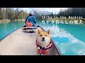 バンフのボウ川でカヌー体験をする柴犬ナラ｜4K｜カナダ海外生活での癒しの時間｜Shiba Inu, canoeing at Bow River in Banff