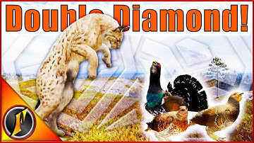 A Day of Diamonds! | Diamond Capercaillie & Lynx on Revontuli Coast!