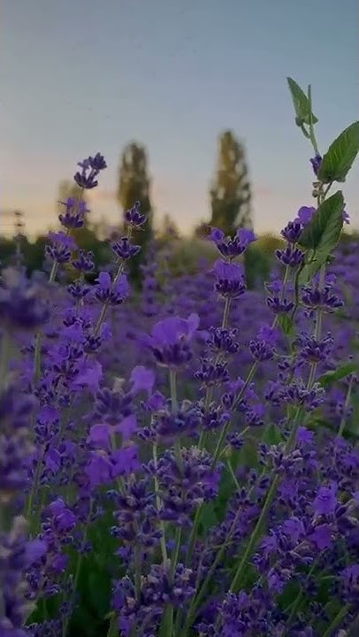 💜💜💜 #крым #лаванда #симферополь #паркгагарина - YouTube
