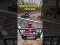 Bird’s eye view of the wood yard. #makingprocess #masseyferguson #firewood #wolferidge