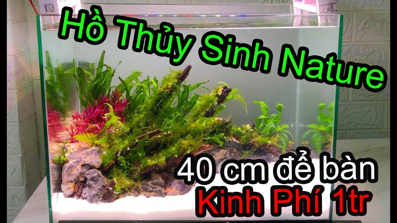 Hồ thủy sinh Nature kích thước 40cm , bàn làm việc -... - youtube