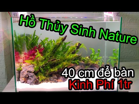 Video Hồ thủy sinh Nature kích thước 40cm , bàn làm việc -... - youtube