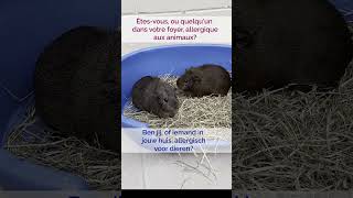 4 Choses À Considérer Avant Dadopter 4 Dingen Om Te Overwegen Vóór Je Adopteert