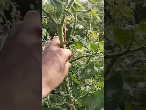 Video: Zona 9 Plantas de tomate: Consejos para cultivar tomates en la Zona 9