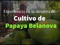 Experiencia de producción de papaya Belanova