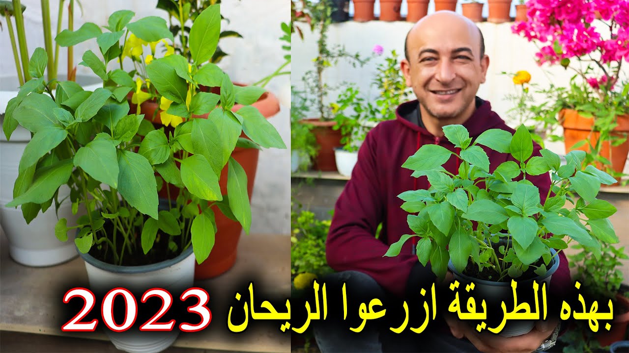 زراعة الريحان في المنزل 2023