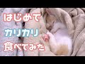 はじめてカリカリ食べたしらたま君の反応は…?!