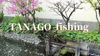 TANAGO fishing / small fishing with micro fishing japan