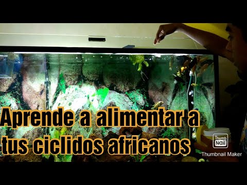 Video: Cómo Alimentar A Los Cíclidos