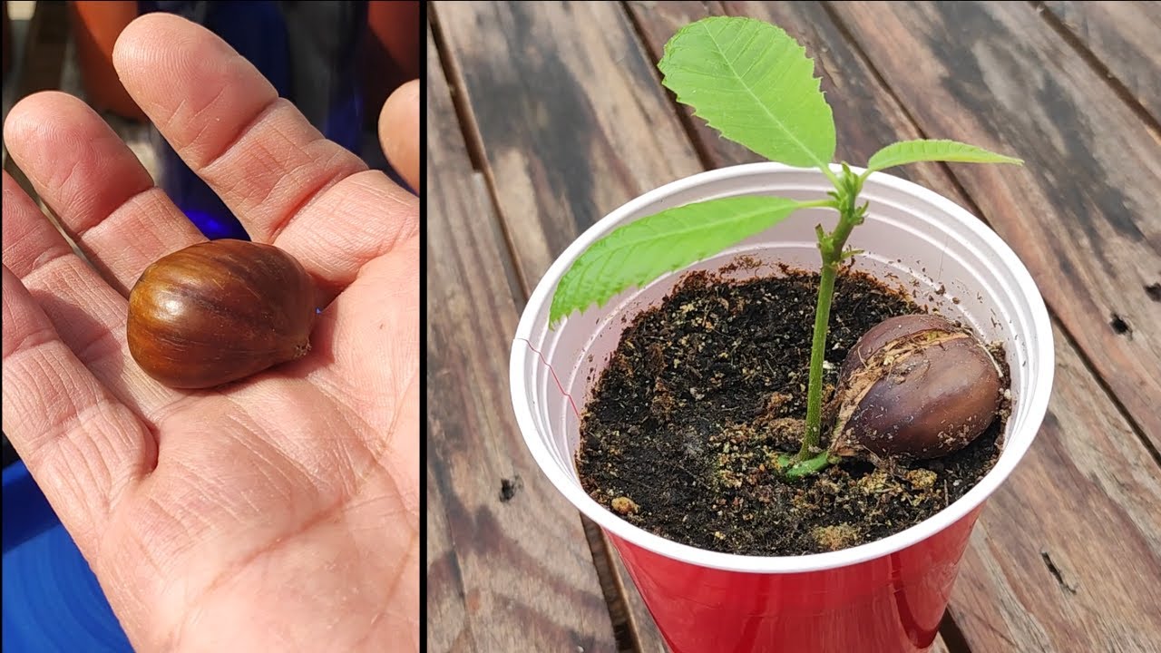 Cómo GERMINAR una CASTAÑA