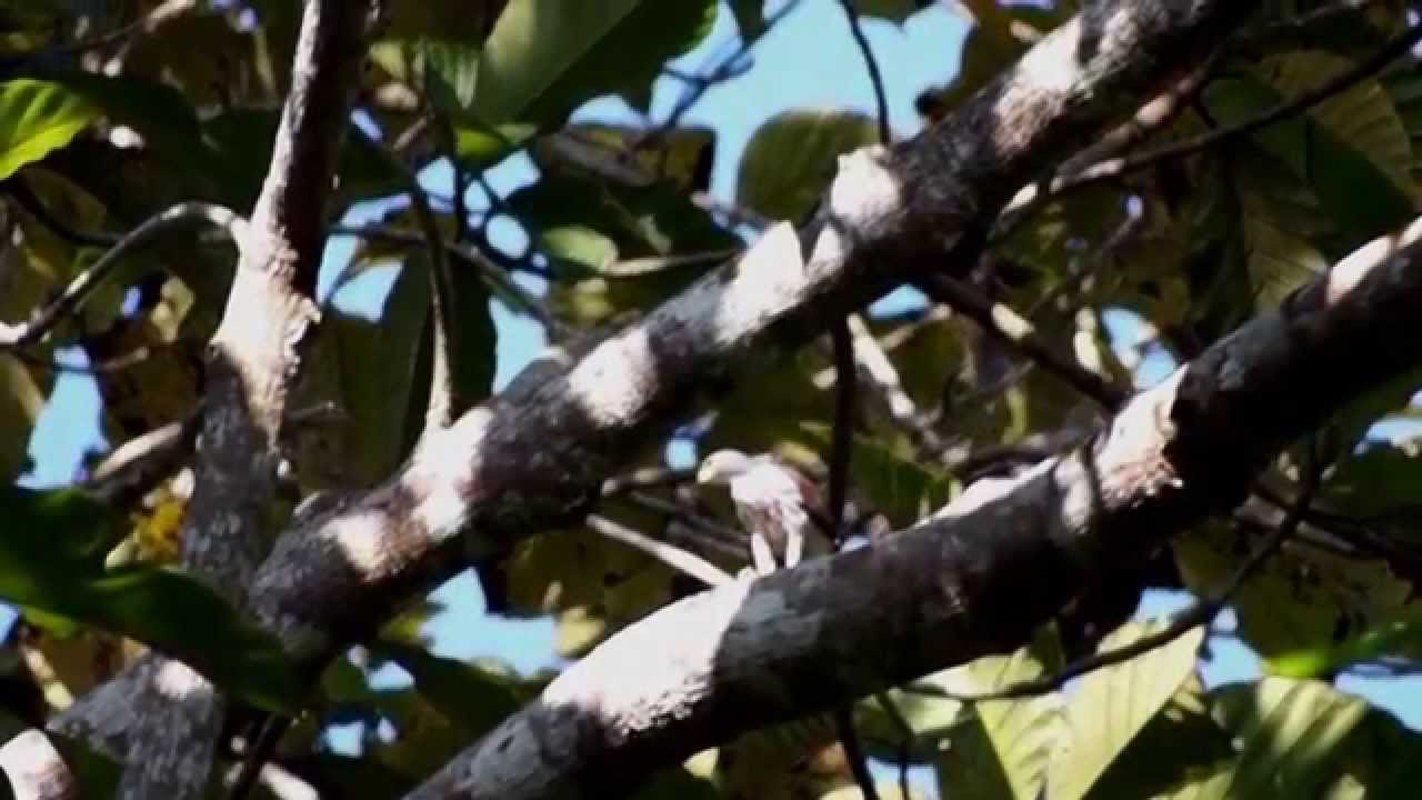 Sulawesi Goshawk 