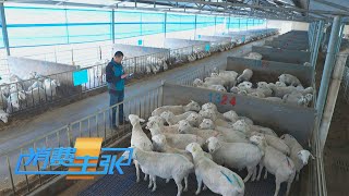 《消费主张》 20230308 餐桌上的幸福（三）：肉禽篇| 财经风云