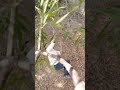 A tree missing short clip #jumping !!