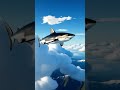 Shark is flying😆😆😆