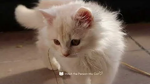 Video 11692081: persian mix kitten, persian cat mix, purr