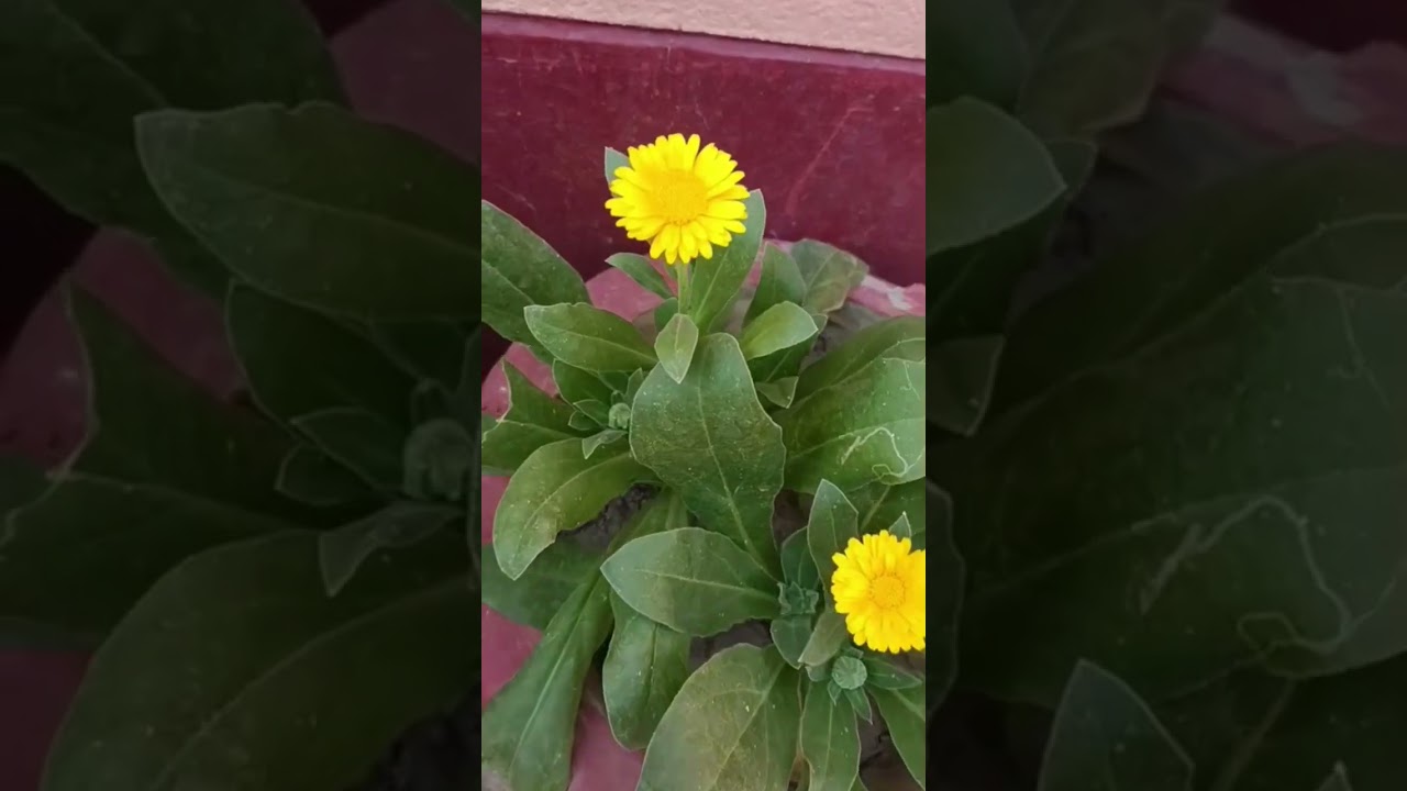 Online 40 flowering seeds pack review. Seed no.2- Calendula.