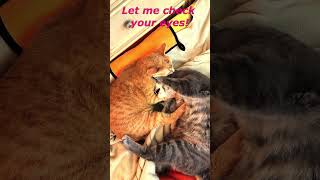 Two Naughty Cats. Cat&#39;s Funny Life. Cute Cats Jessica &amp; Johnny #shorts #cats #viral