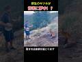野生のキツネが音楽に夢中！？