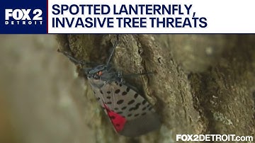 Spotted lanternfly, invasive tree threaten Michigan agriculture