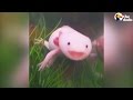 Axolotls Have The Best Smiles | The Dodo