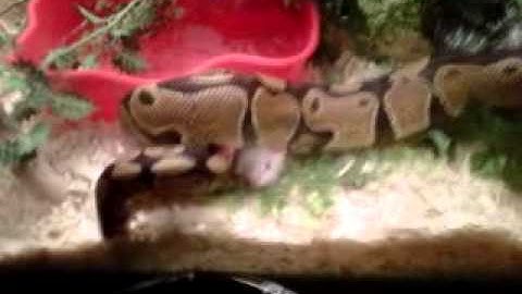 Ball Python Eating Live Mouse