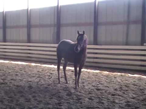 Who Whiz It - 2008 Reining Colt - FOR SALE - cute ...