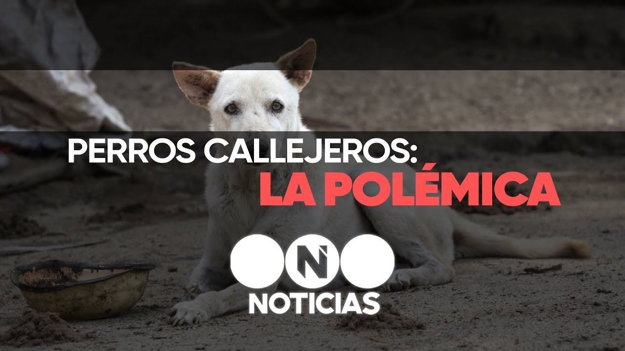 Los perros ven en la oscuridad