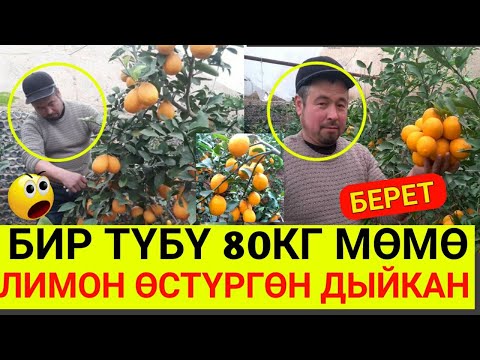 Video: Үрөндөн лимон өстүрүү - миссия ишке ашабы?