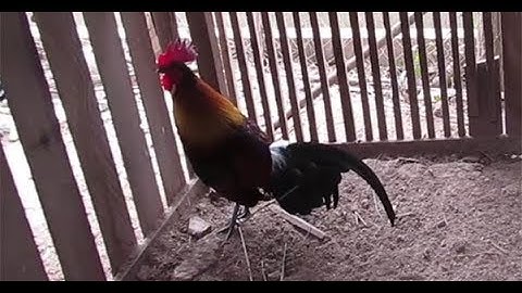 Qaib dib noob qaib qus  thiab dib tuaj zoo heev lis 2019