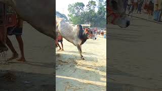 Download Lagu Beautiful cow tik tok । tiktok best cow guru। Best funny cow। Cow Videos | TikTok Cow Funny Video MP3