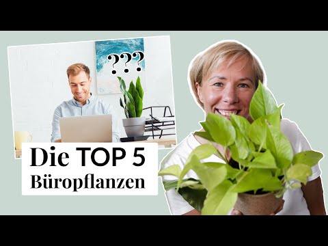 Grünpflanzen im Office: Die 5 besten Büropflanzen und 3 nützliche Tipps dazu