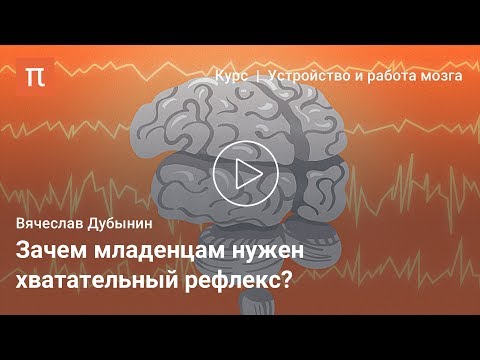 Двигательные центры мозга — Вячеслав Дубынин