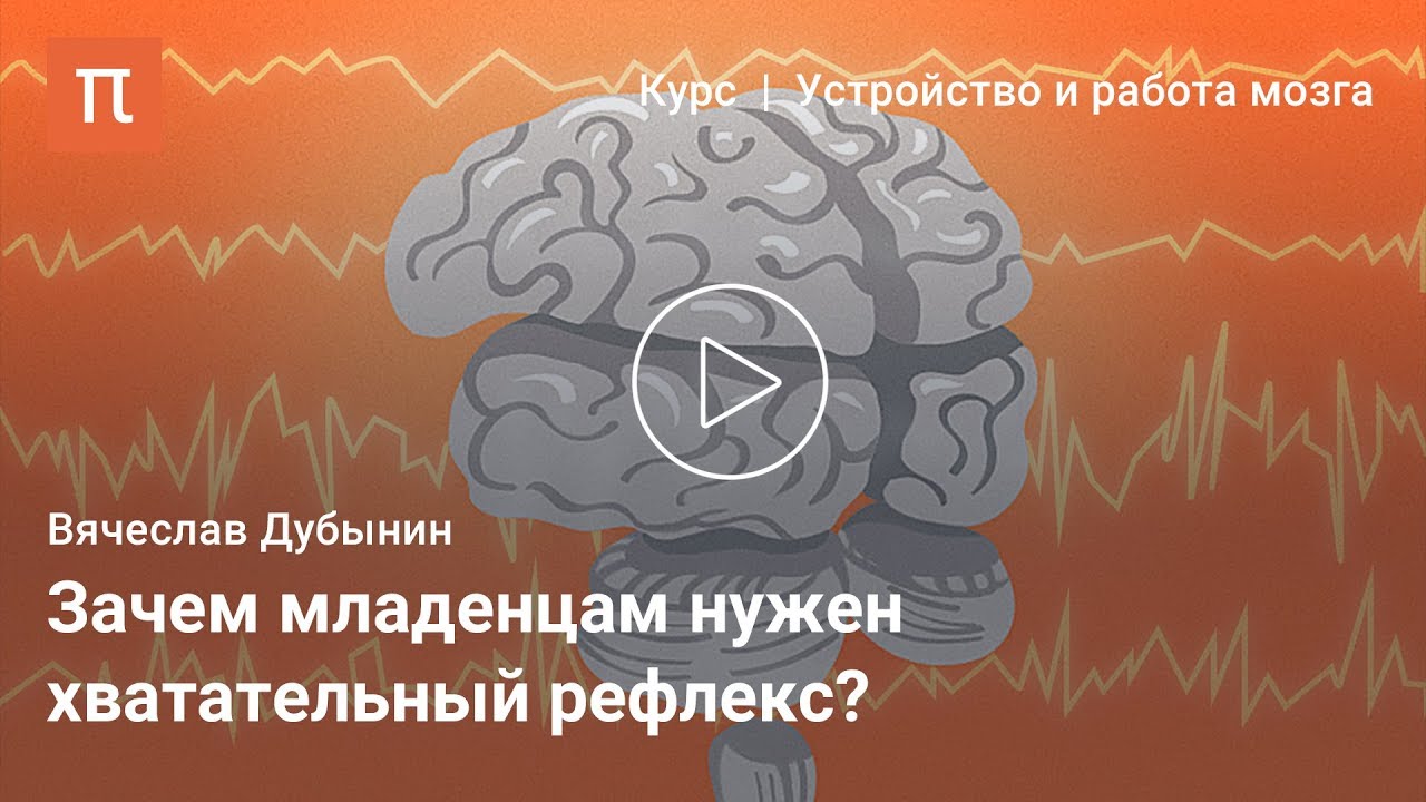 Двигательные центры мозга — Вячеслав Дубынин
